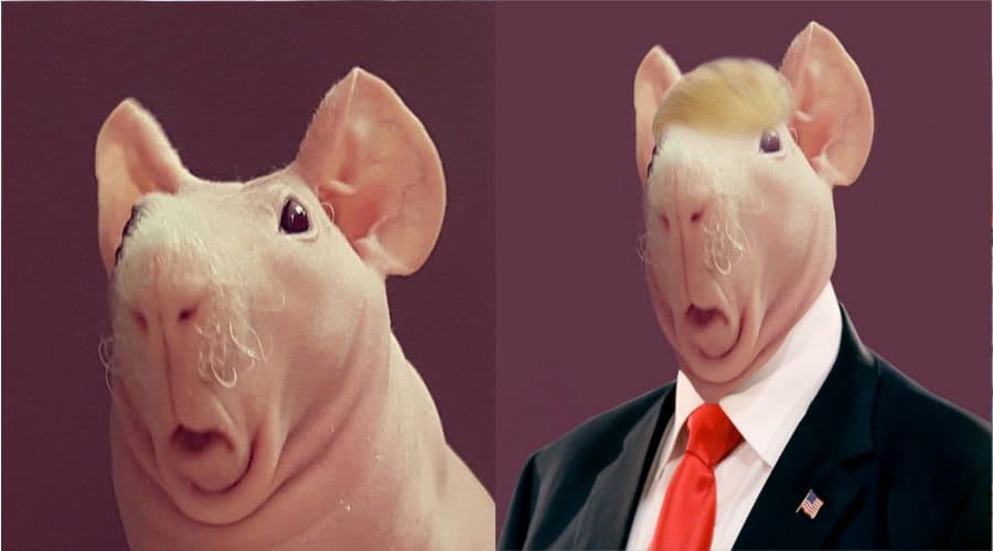 Battle of the Week A Bald Surprised Guinea Pig (GALLERY)