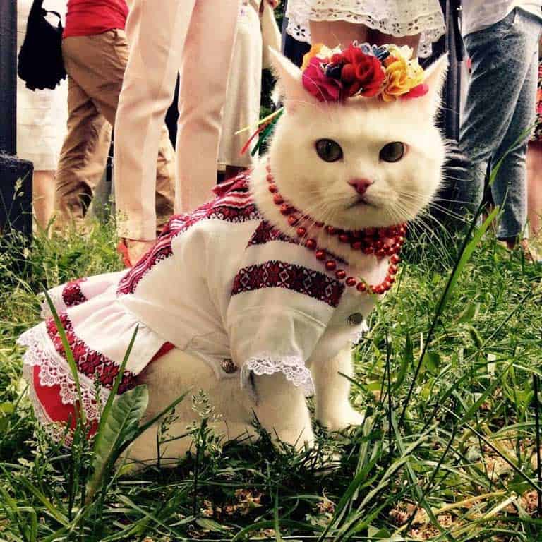 Cats in Russia (GALLERY)