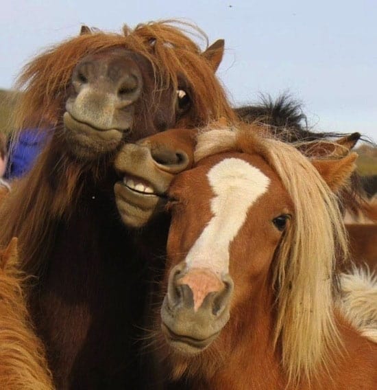 The 25 Funniest Animal Selfie Pictures Ever WorldWideInterweb