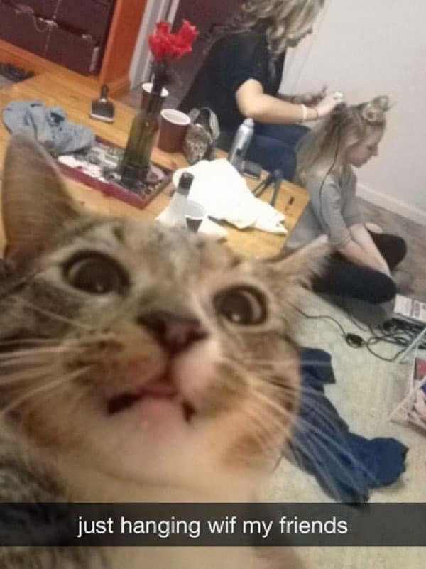 The 25 Funniest Animal Selfie Pictures Ever