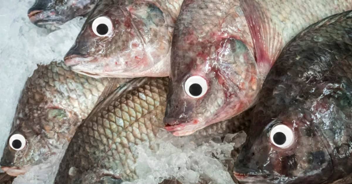 Store Busted For Putting Googly Eyes On Old Fish To Make Them Look Fresher