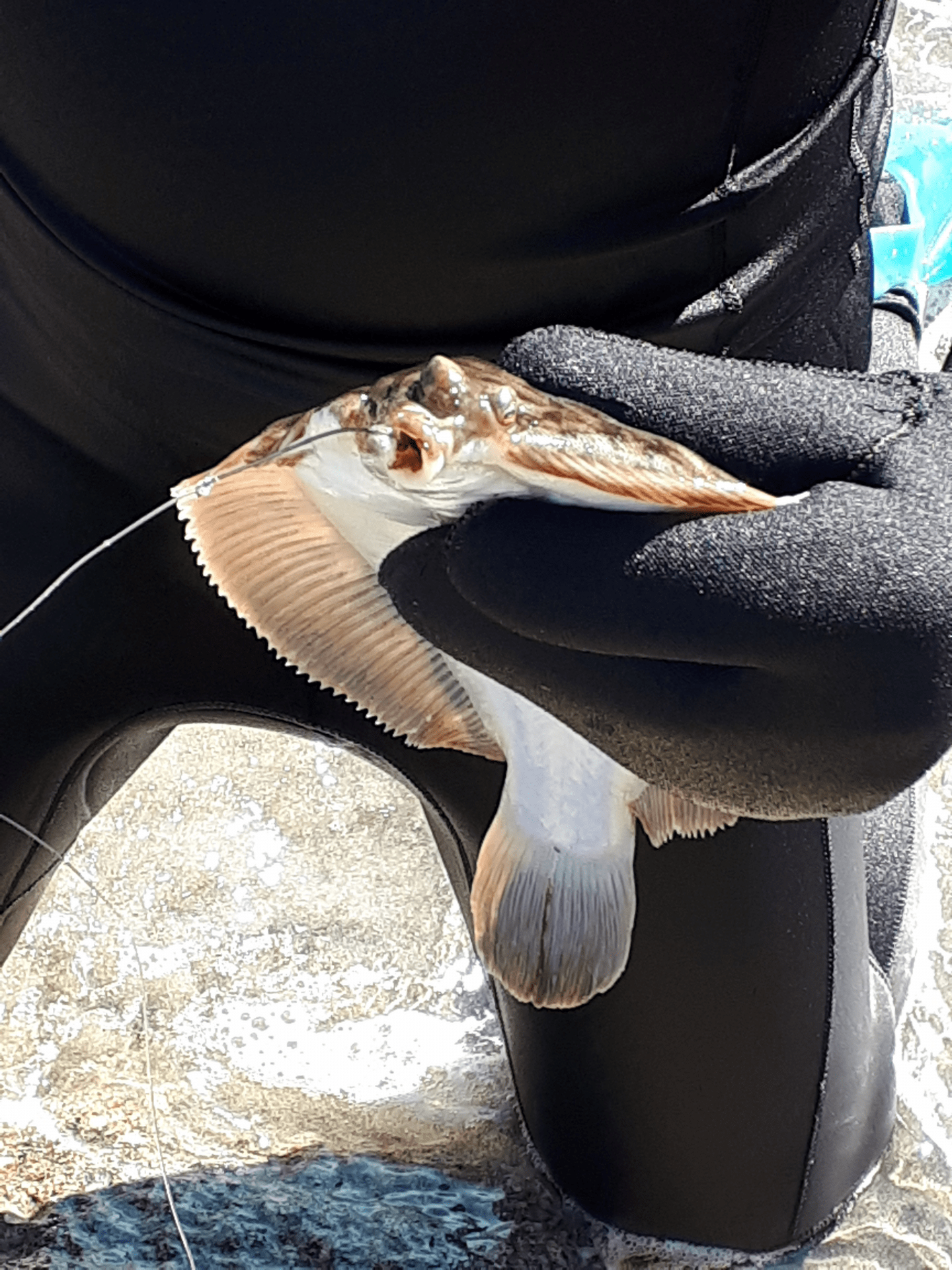 A Fun Way To Catch Winter Flounder Worldwide Tent Campers