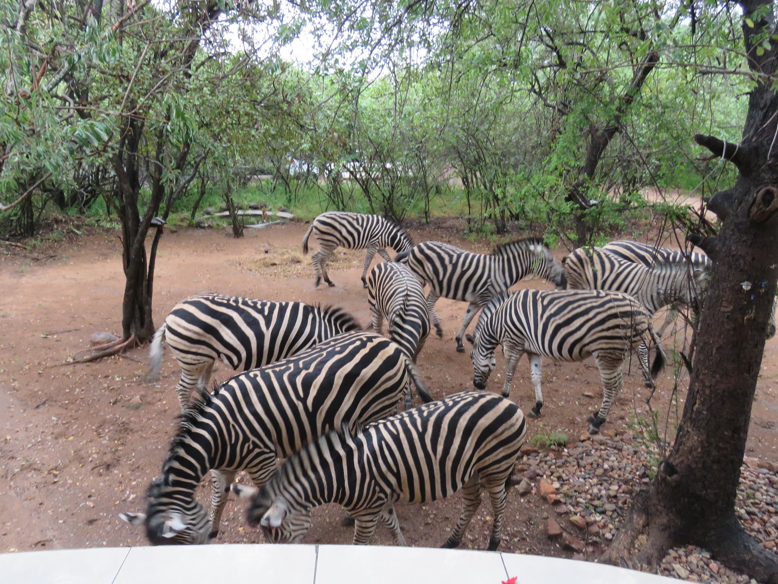 Cars, friends, a sliver of moonlight and a “dazzle” of zebras