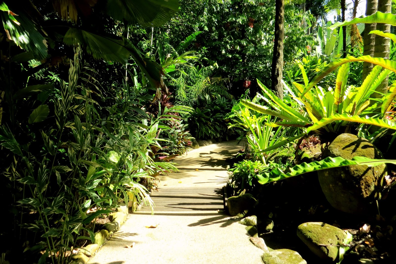 Day 125 in lockdown Mumbai, India hotel...Cairns Botanical Garden
