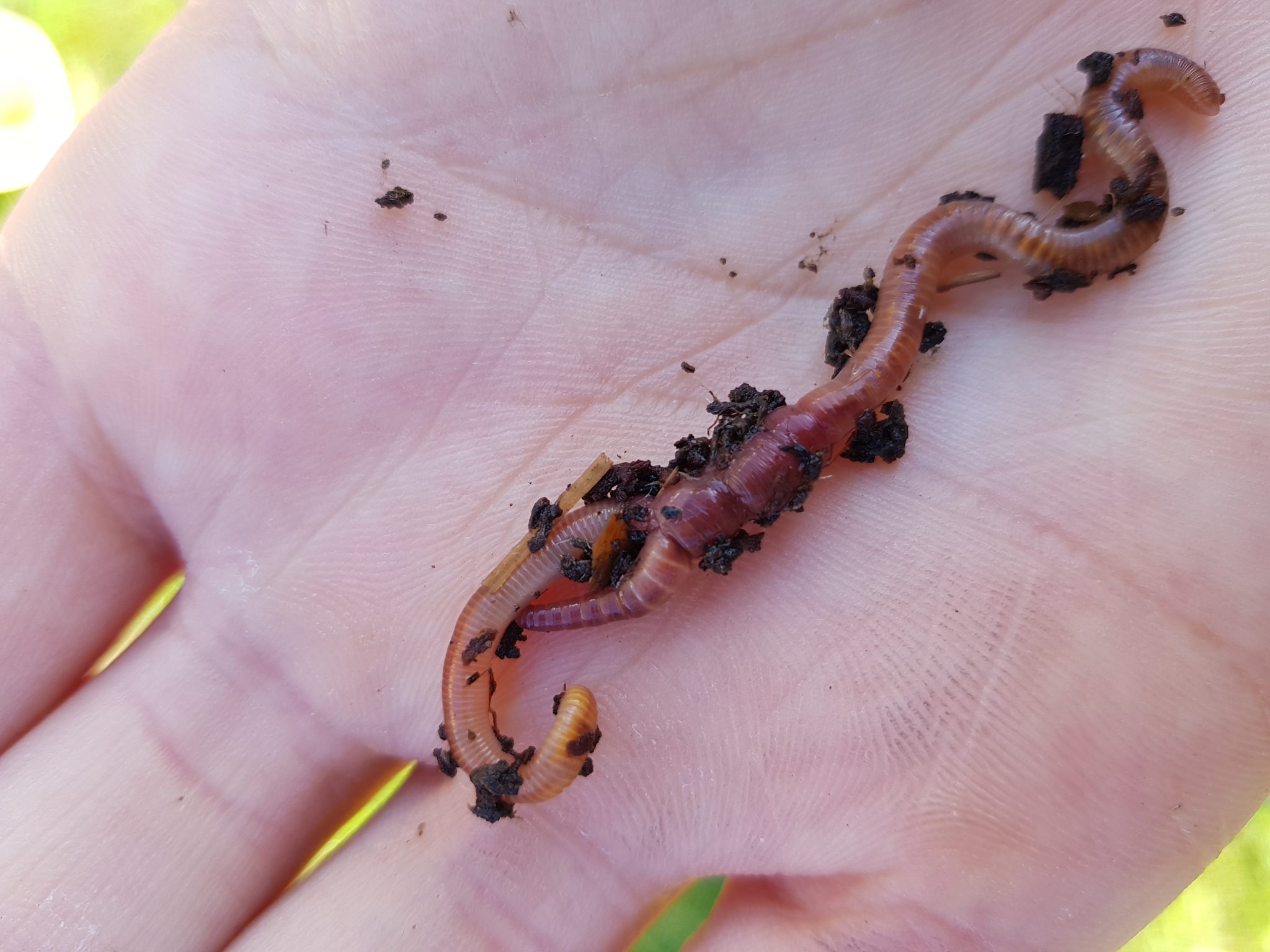 How Do Worms Reproduce? The Curly Question