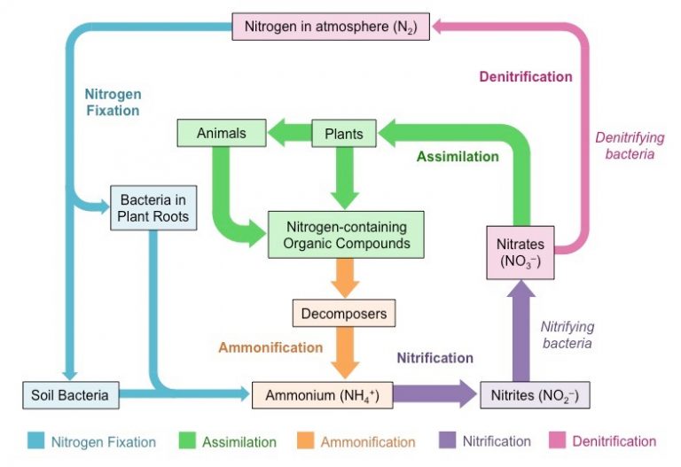 How to Manage Worm Bin Acidity (pH)