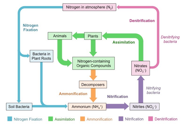 [DIAGRAM] Simple Diagram Showing Nitrogen Cycle - MYDIAGRAM.ONLINE