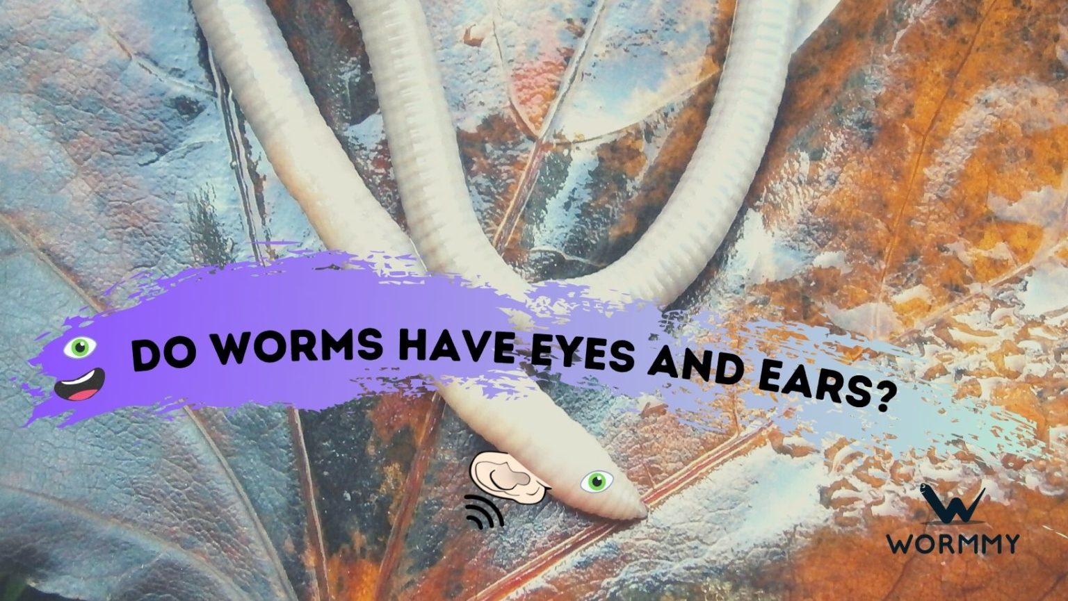 Do Worms Have Eyes & Ears? (How Earthworms Sense Things)