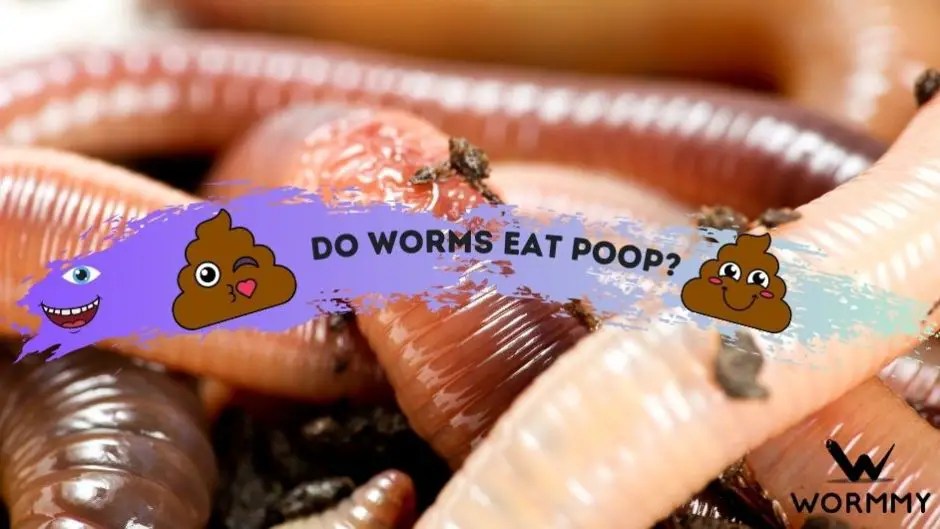 Do Worms Eat Coffee Grounds (Are Coffee Grounds Good Worm Food?)