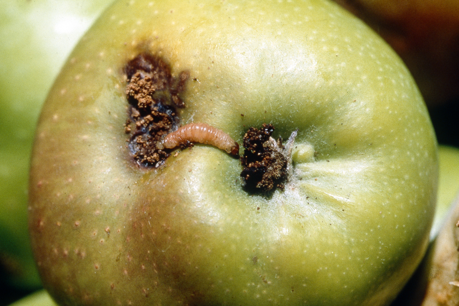 Reasons Why Worms Get Into Apples and How You Can Prevent It