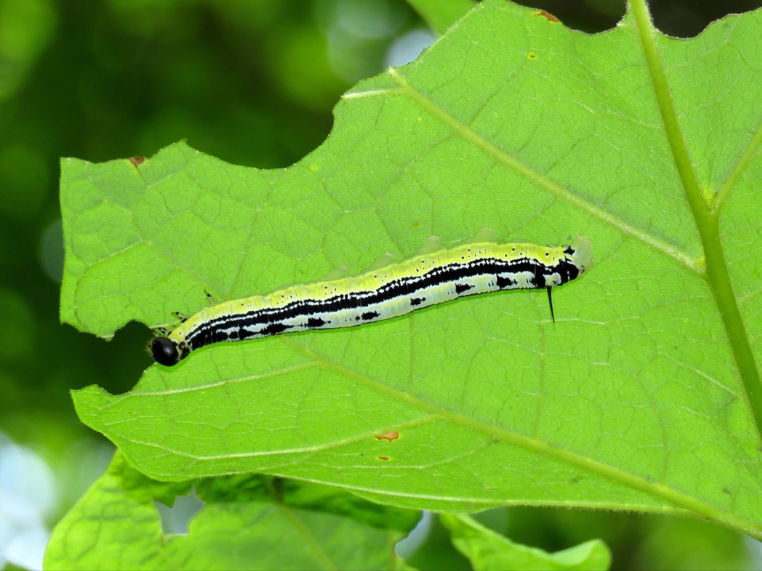 What Happened to Catalpa Worms? (And Where to Find Them!)