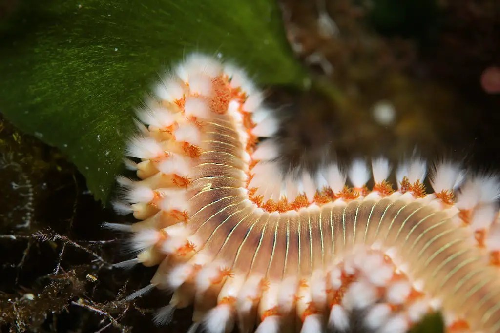 Bristle Worms Everything You Need to Know (Bristleworm Fun Facts