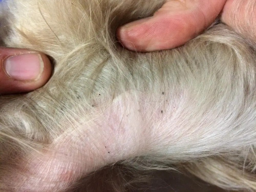 What are Worms That Look Like Rice? (in Dogs, Cats, and Humans!)