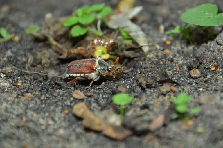 What Are Grub Worms? Their LifeCycle, Where to Find Them & How to