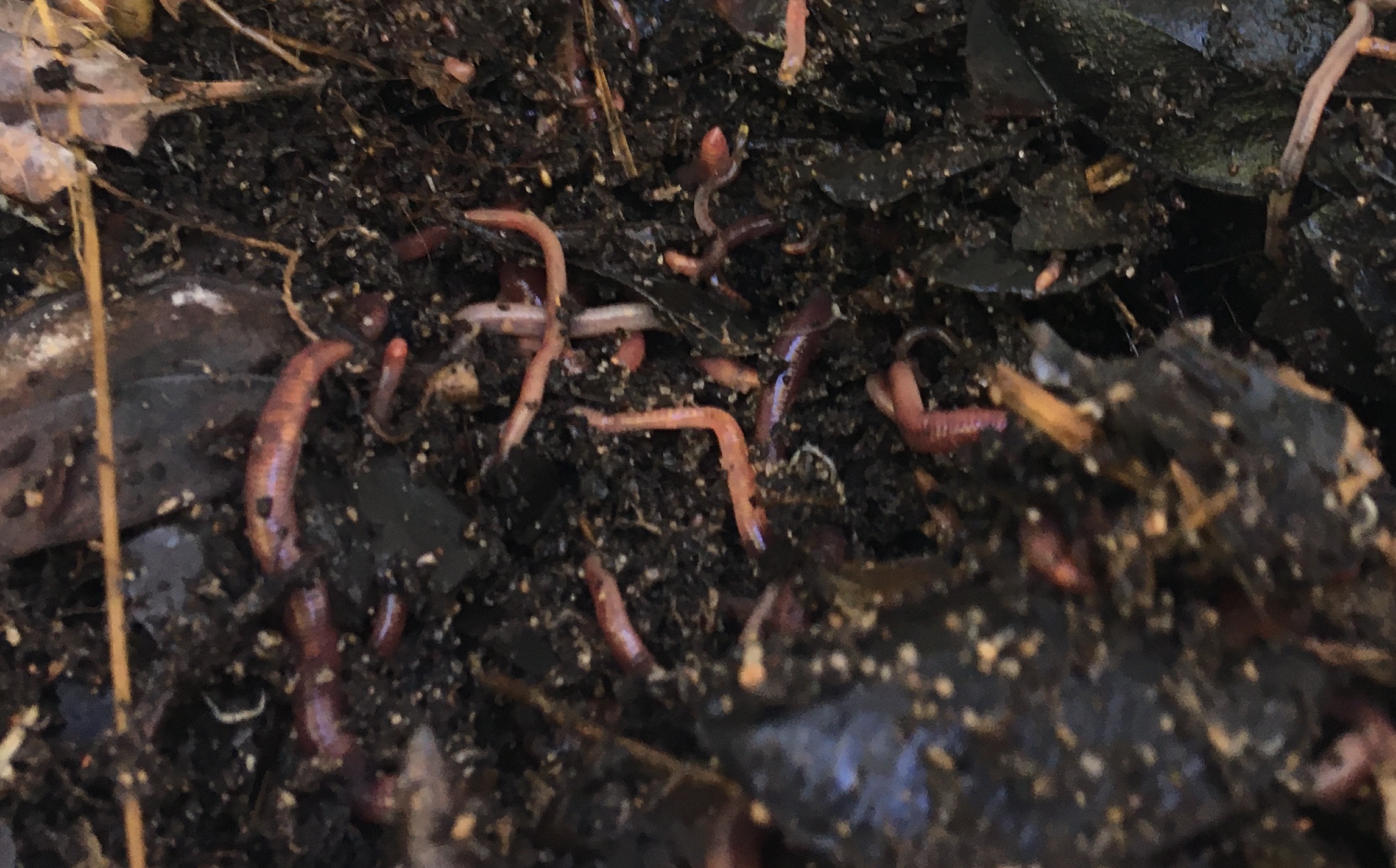 Worms in Perth Worms for sale Worms for sale. Everything to do with