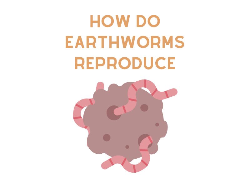 How Do Earthworms Reproduce Composting Worm Reproduction
