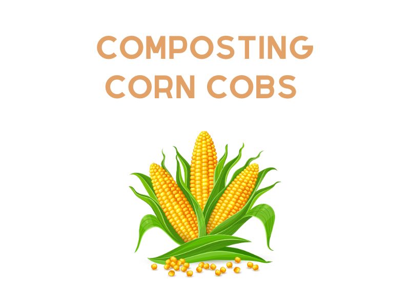 Can You Compost Corn Cobs? Definitely Yes!
