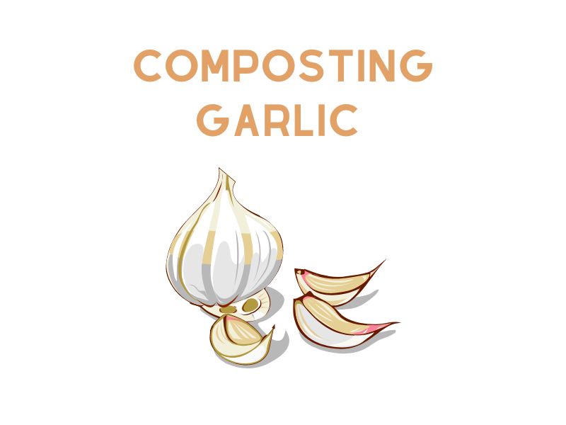 Can You Compost Garlic? We Know How! WormsKillWaste