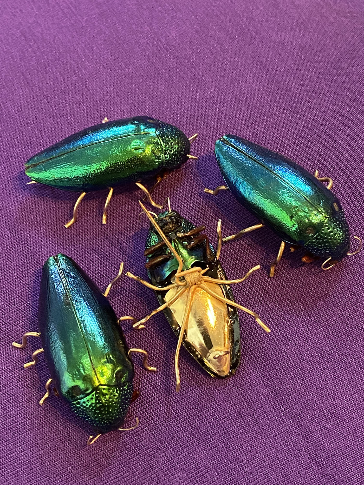 Wood Beetle Jewelry Wormtown Trading Company