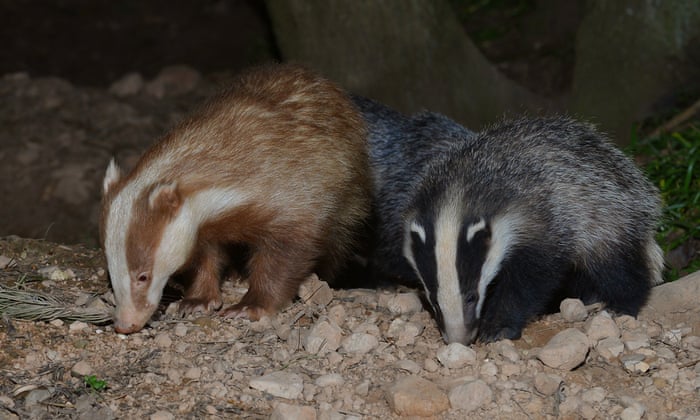 A Great British guide to badgers. WormWeekly