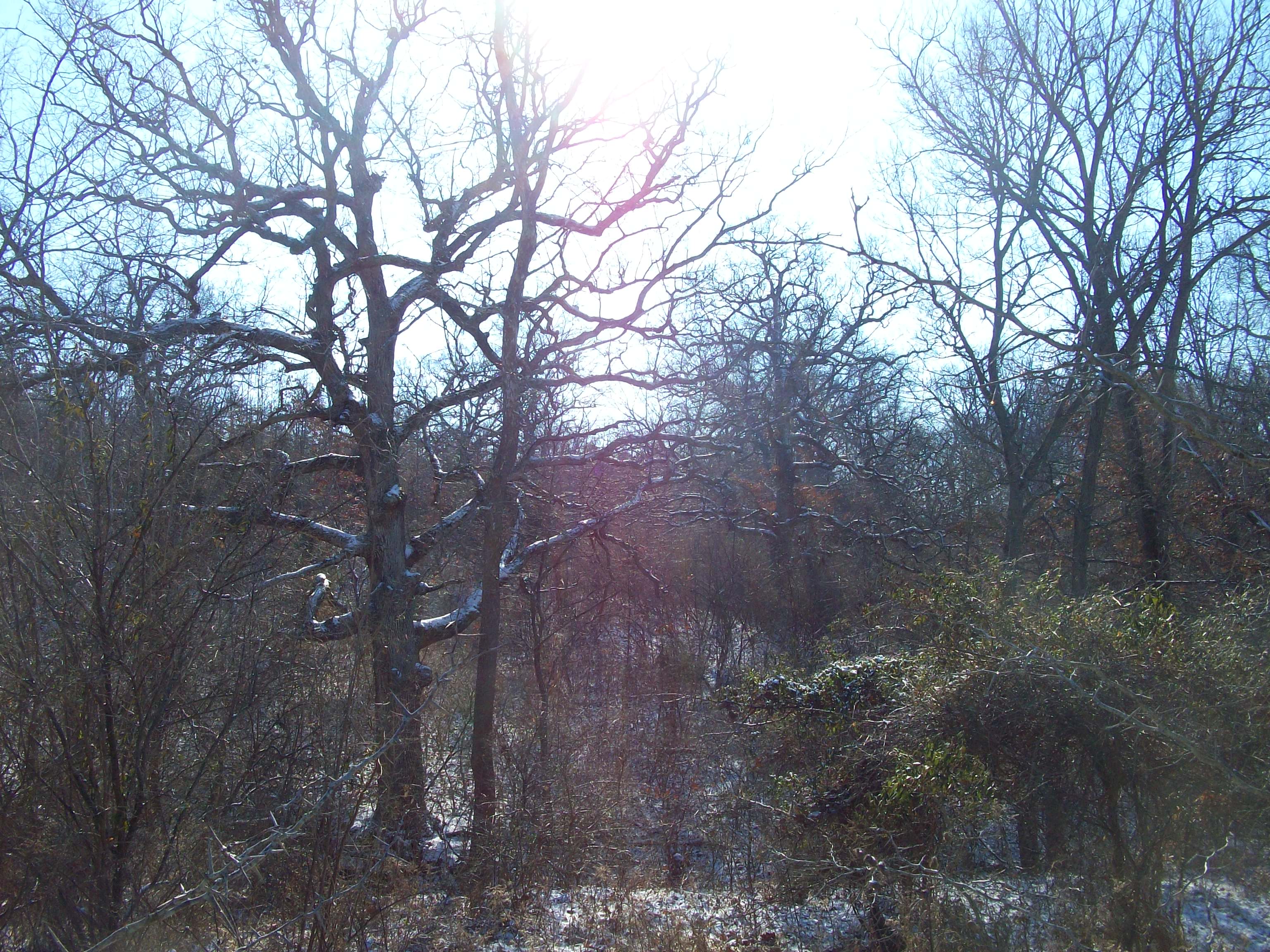 240 Acre County Land Auction Worrell Land Services