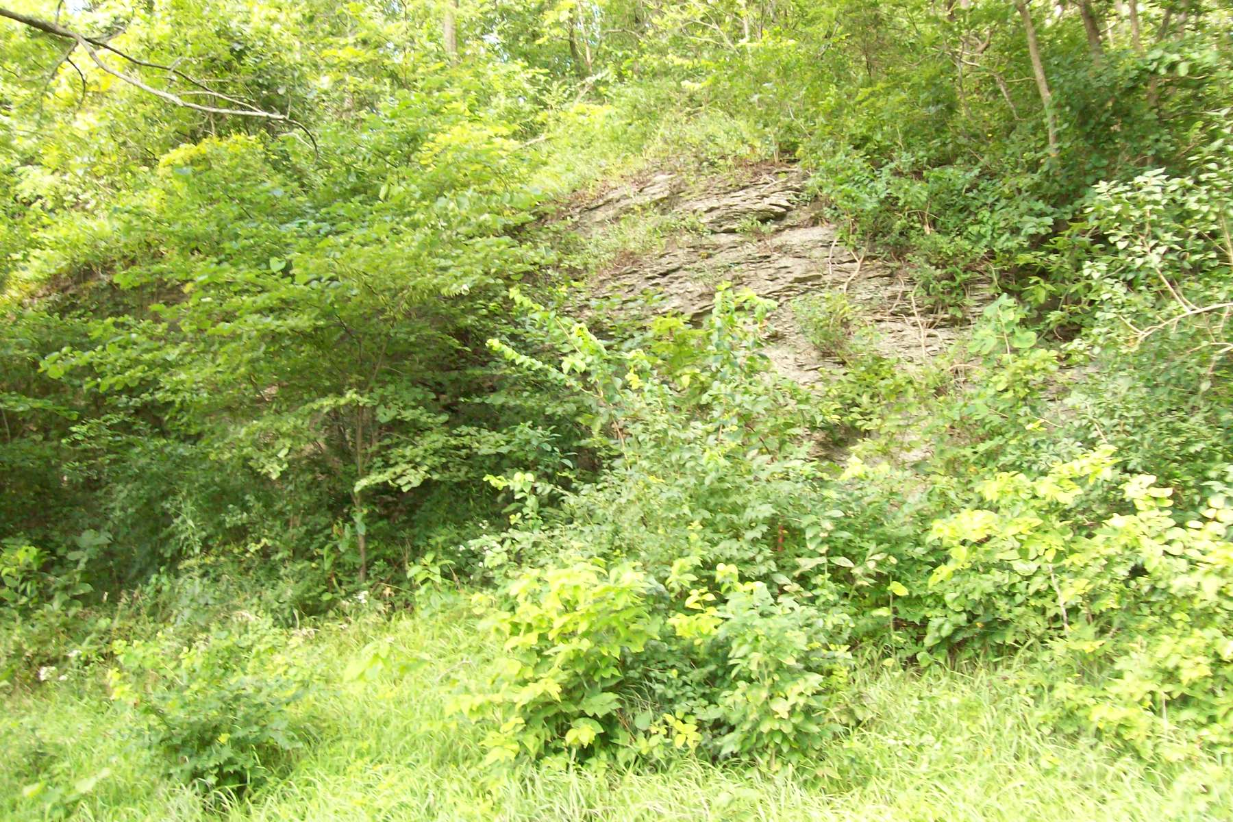 54.83 Acres Hunting Ground, Greene County IL Worrell Land Services