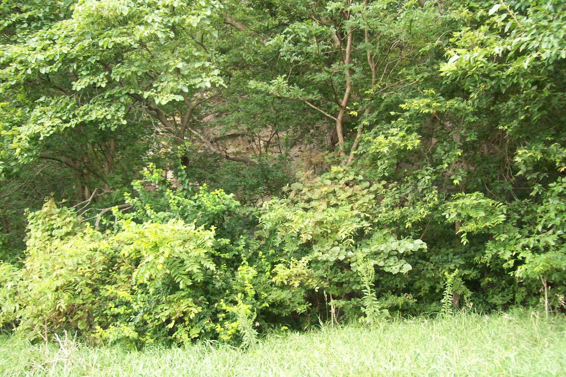 54.83 Acres Hunting Ground, Greene County IL Worrell Land Services