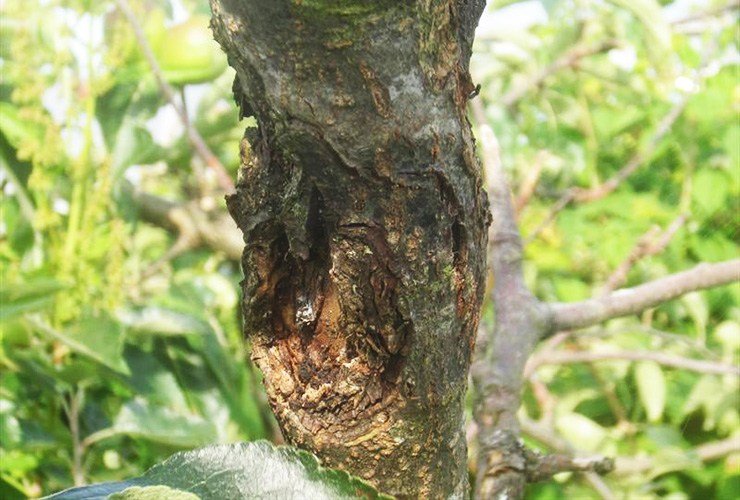 How To Save A Dying Tree From Lack Of Water How To Save A Dying Tree