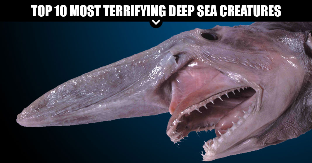 Top 10 Most Terrifying Deep Sea Creatures
