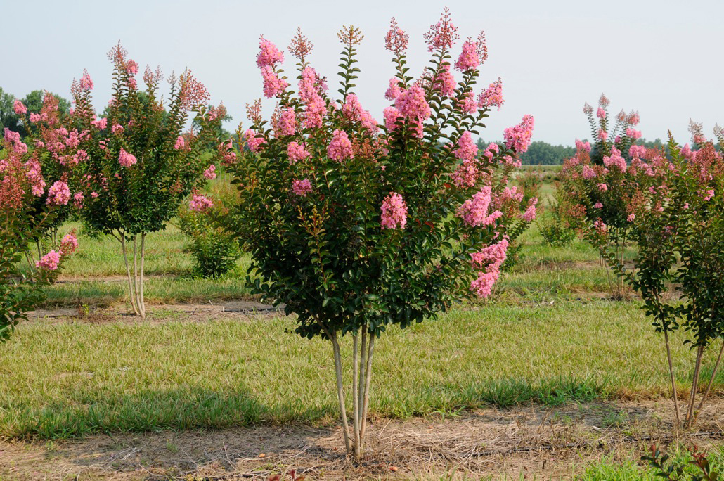 22+ Crape Myrtle Color Chart - InannaAntonina