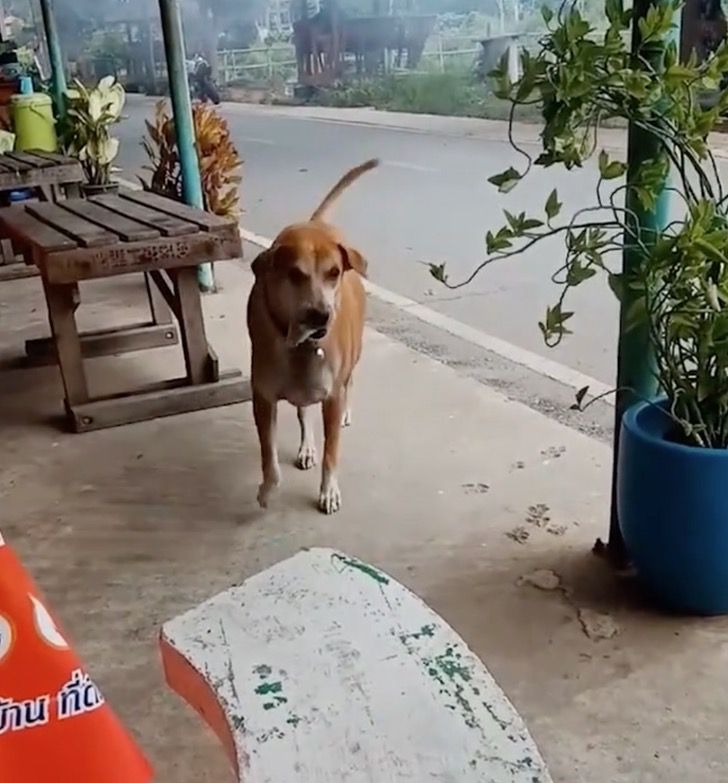Puppy Collects Tree Leaves And Uses It As 'Money' To Pay For His Own Food