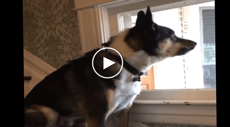 Dog Has Been Warned Not To Bark At The Mailman So He Does THIS Instead