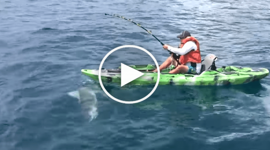 Fisherman Felt A Bump Under His Kayak And Then The Bull Shark Did This! That Was Frightening!