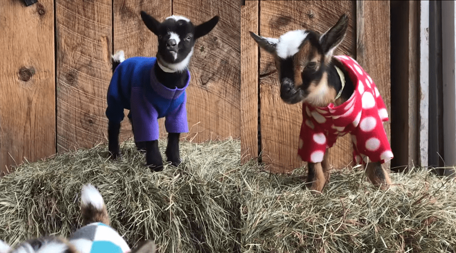 Baby goats jumping in pajamas Will Make Your Day fun