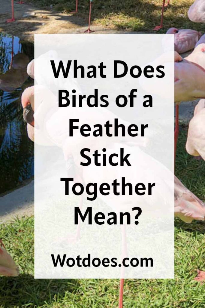 What Birds of a Feather Stick Together Mean? Wot Does...