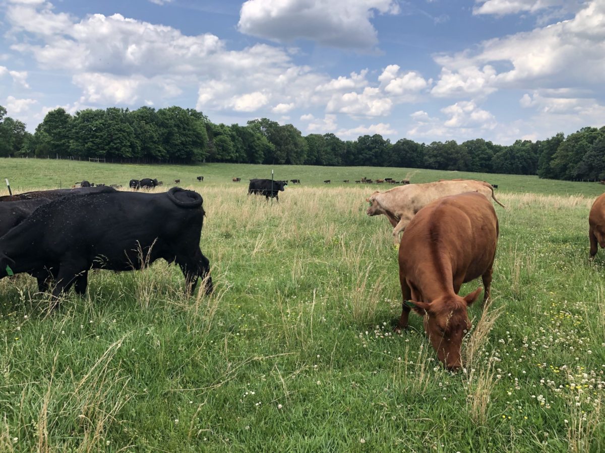 The ‘Beef’ With Beef Cattle, Climate Change, And Alternative Meat