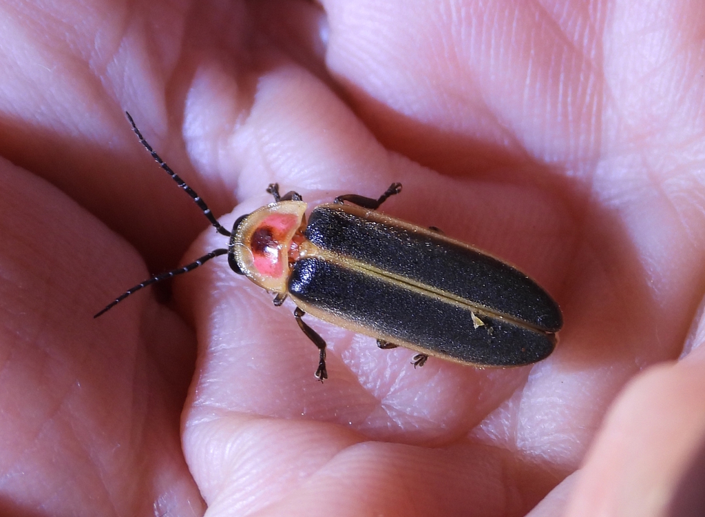 Fireflies and Lightning Bugs WOUB Public Media