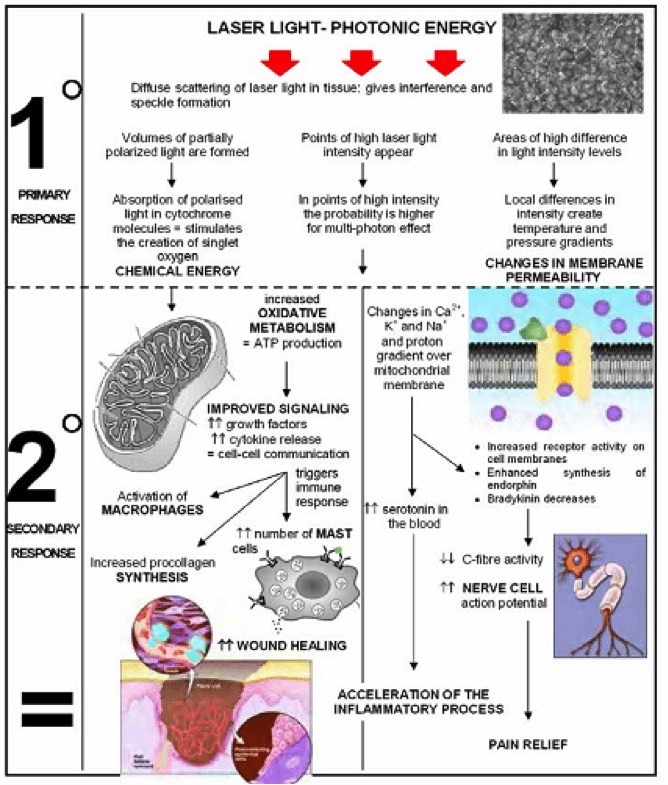 Phototherapy in Wound Management Online Wound