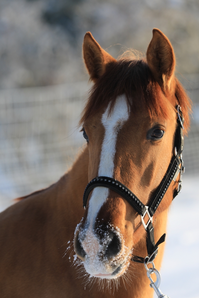 WOW Montañita Andalusier, Stute, 2 Jahre, Fuchs WOW Pferd
