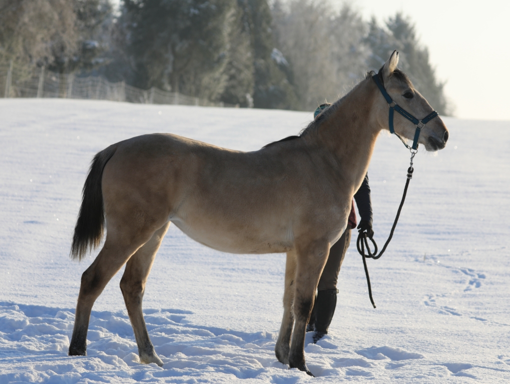 6.3 bay roan, stichelhaariger brauner. WOW Atacama - Lusitano-Mix, Stute, 2 Jahre, Buckskin - WOW ...