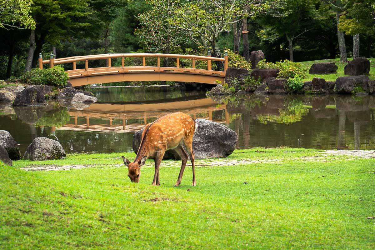 Nara Deer Park A Great Day Trip from Osaka Worldwide Walkers