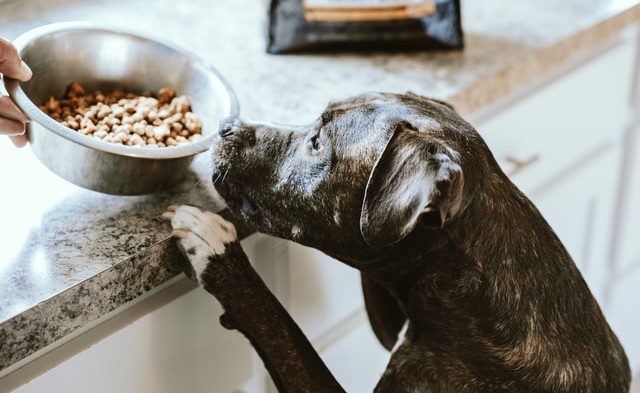 Noticias sobre Perros Gatos y otras mascotas Blog Wow Mascota