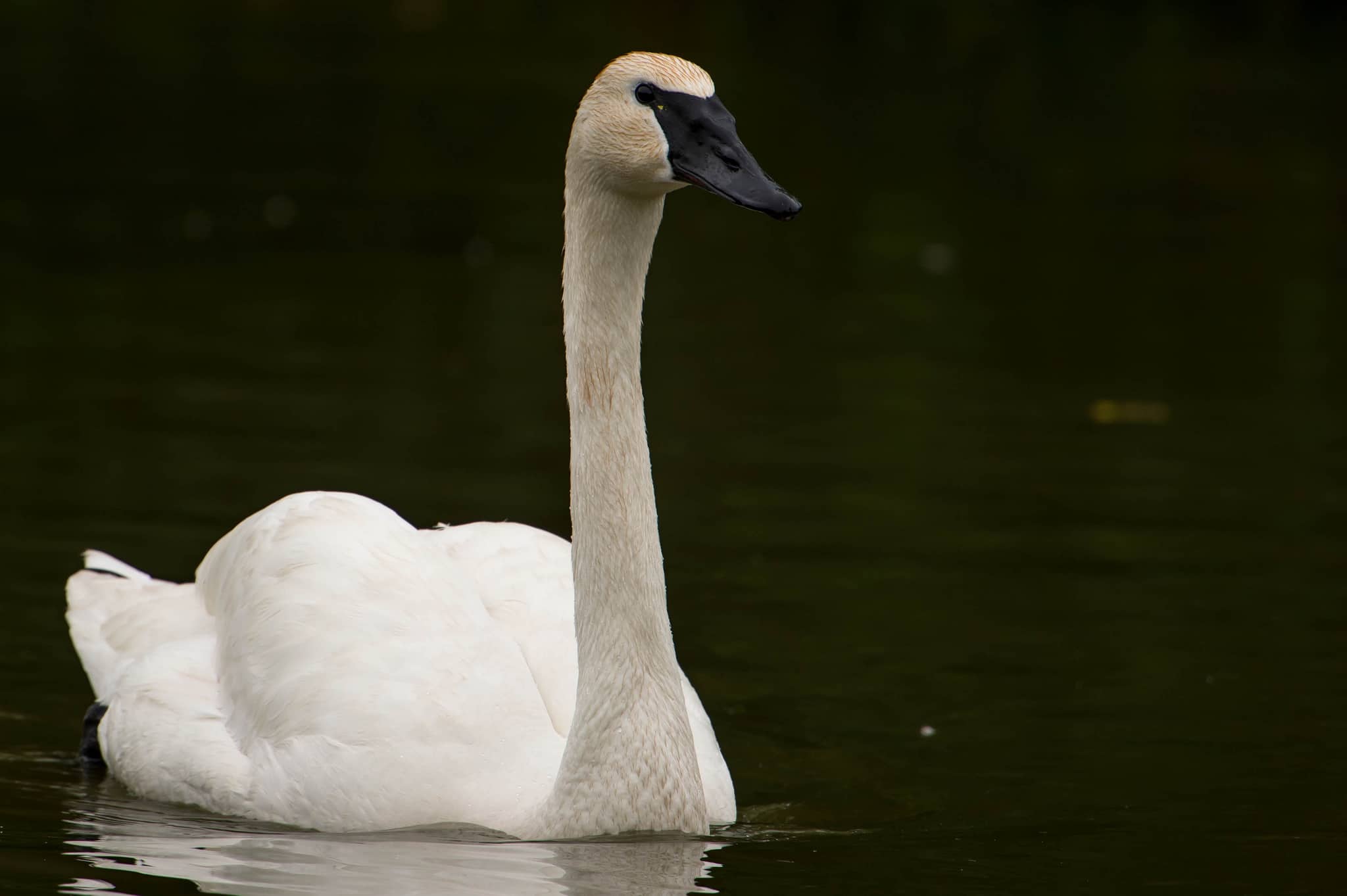 Stateendangered trumpeter swans reproduce in northern Indiana WOWO