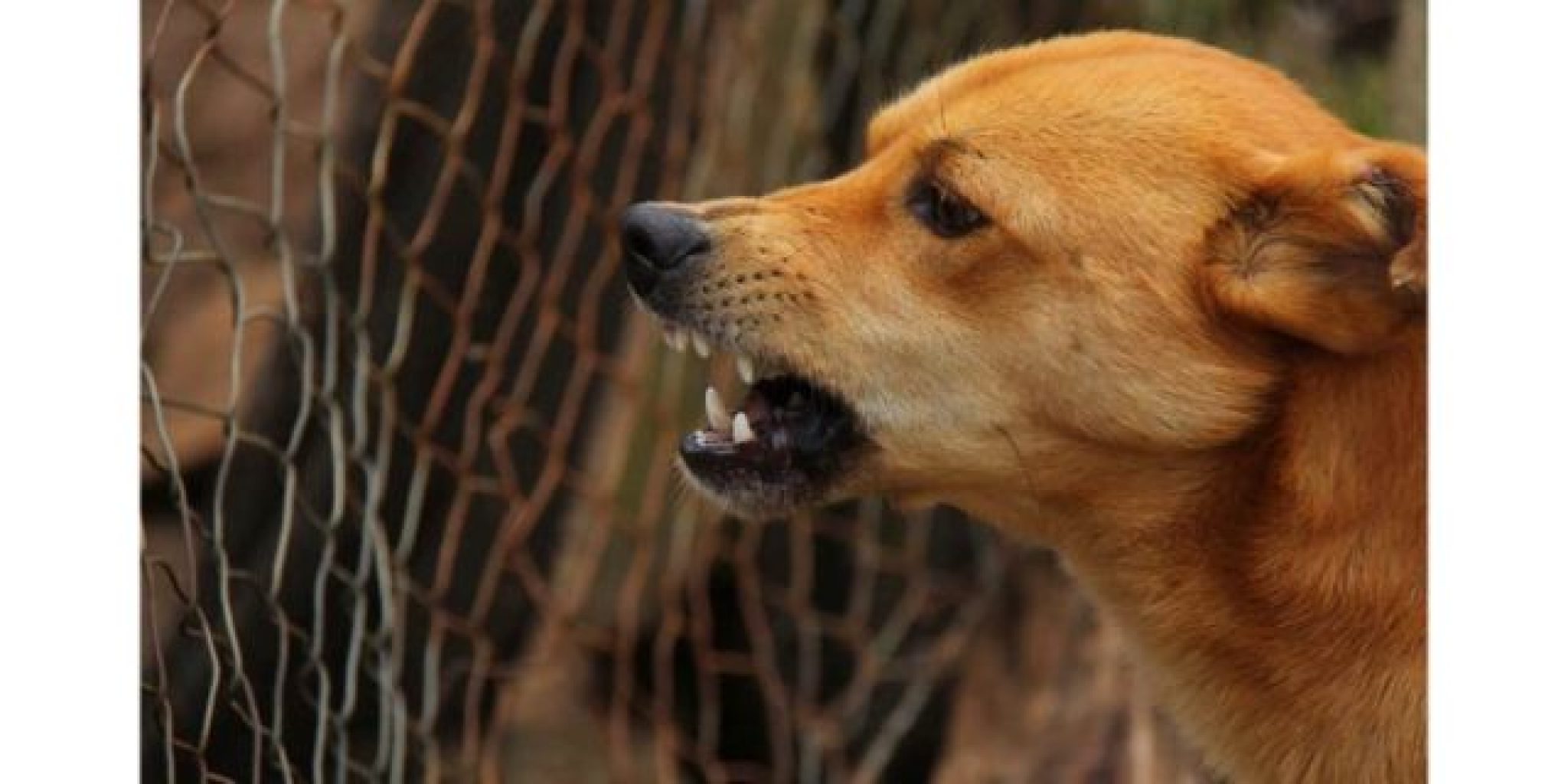 How Dogs Get Rabies? 6 Most Popular Quarries