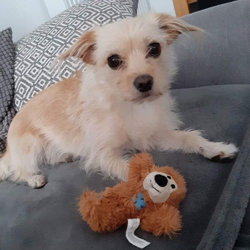 51 Crazy Chihuahua Mixes Find the perfect Chihuahua mix