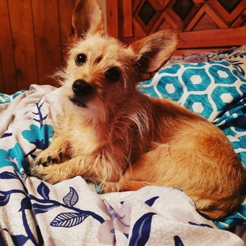 51 Crazy Chihuahua Mixes Find The Perfect Chihuahua Mix