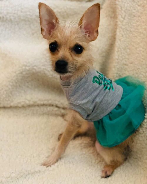 51 Crazy Chihuahua Mixes Find The Perfect Chihuahua Mix