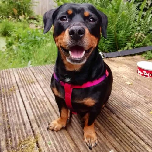 40 Brilliant Rottweiler Mixes Discover the Perfect Rottie Mix WowPooch