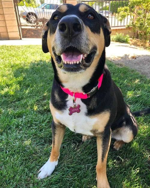 Entlebucher Mountain Dog Beagle Mix Cute of Animals
