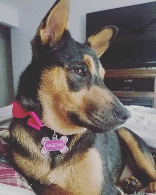 Miniature Pinscher And German Shepherd Mix Cute of Animals